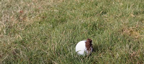 golf ball with mud